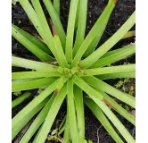 Agave stricta 'Rubra'