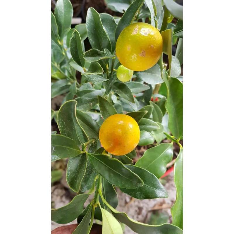 Citrus fortunella 'Meiwa' greffÃ© sur Poncirus trifoliata / Kumquattier rond