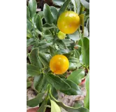 Citrus fortunella 'Meiwa' greffÃ© sur Poncirus trifoliata / Kumquattier rond