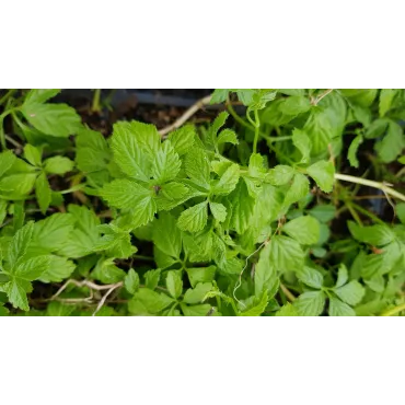 Gynostemma pentaphyllum / Herbe de l'immortalitÃ©