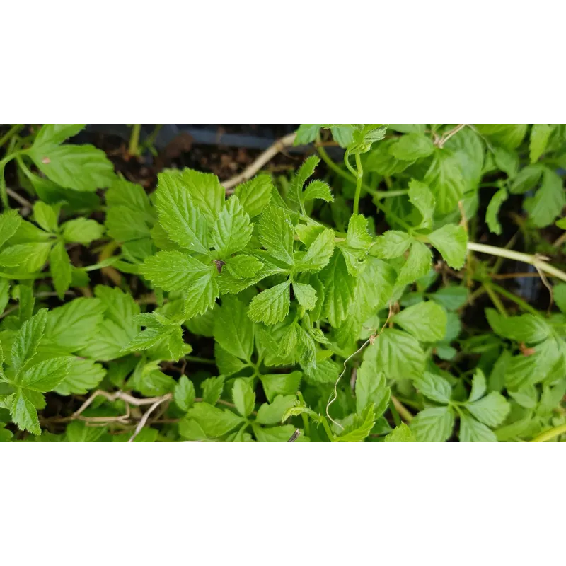 Gynostemma pentaphyllum / Herbe de l'immortalitÃ©