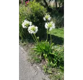 Agapanthus africanus 'Alba' / Lis du Nil blanche