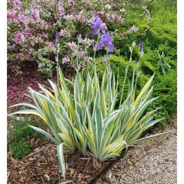 Iris pallida 'Aurea Variegata' / Iris pÃ¢le panachÃ© de jaune