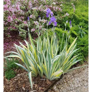 Iris pallida 'Aurea Variegata' / Iris pÃ¢le panachÃ© de jaune