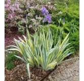 Iris pallida 'Aurea Variegata' / Iris pÃ¢le panachÃ© de jaune