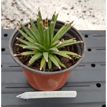 Agave albopilosa 'Tufts' / Agave Ã  poils blancs