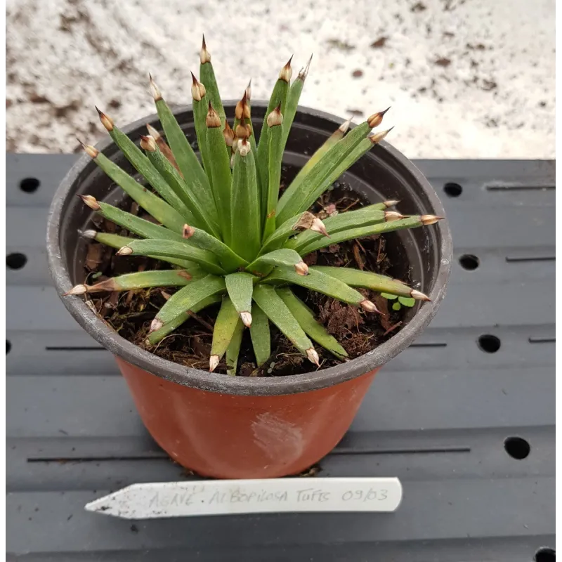 Agave albopilosa 'Tufts' / Agave Ã  poils blancs