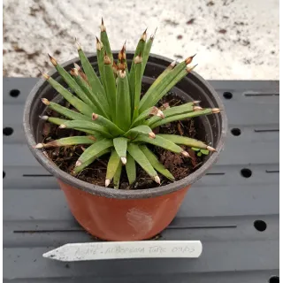 Agave albopilosa 'Tufts' / Agave Ã  poils blancs