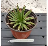 Agave albopilosa 'Tufts' / Agave Ã  poils blancs