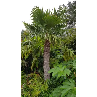 Trachycarpus fortunei / Palmier de Chine