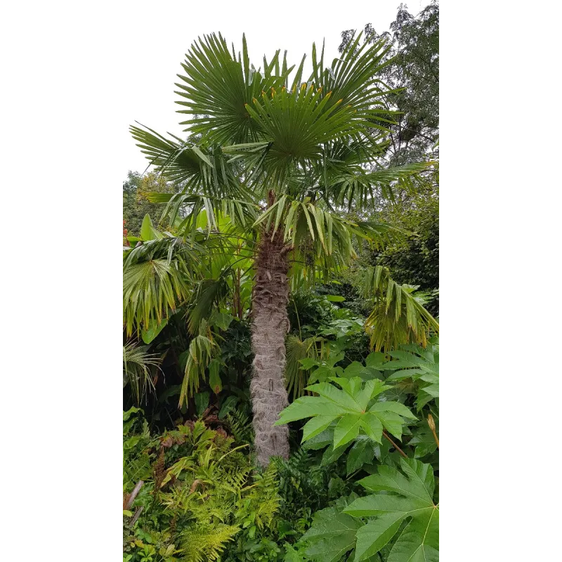 Trachycarpus fortunei / Palmier de Chine