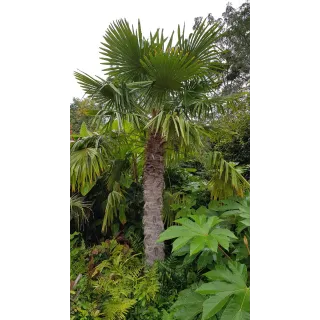 Trachycarpus fortunei / Palmier de Chine