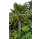 Trachycarpus fortunei / Palmier de Chine