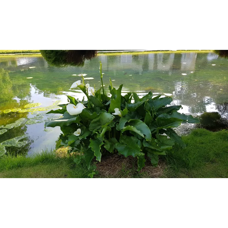 Zantedeschia aethiopica / Arum blanc d'Ethiopie