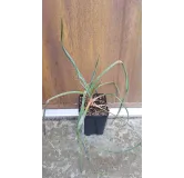 Yucca elata / Yucca arbre Ã  savon