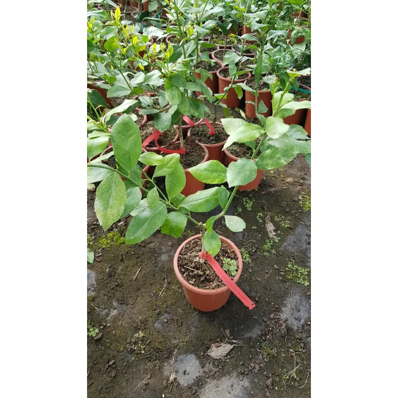 Citrus limettioides 'Cascaruo' greffÃ© sur Poncirus trifoliata / Citronnier Doux