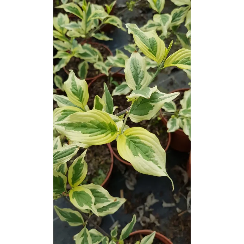 Cornus mas 'Variegata'  / Cornouiller mÃ¢le panachÃ© blanc