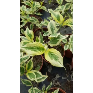 Cornus mas 'Variegata'  / Cornouiller mÃ¢le panachÃ© blanc