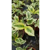 Cornus mas 'Variegata'  / Cornouiller mÃ¢le panachÃ© blanc