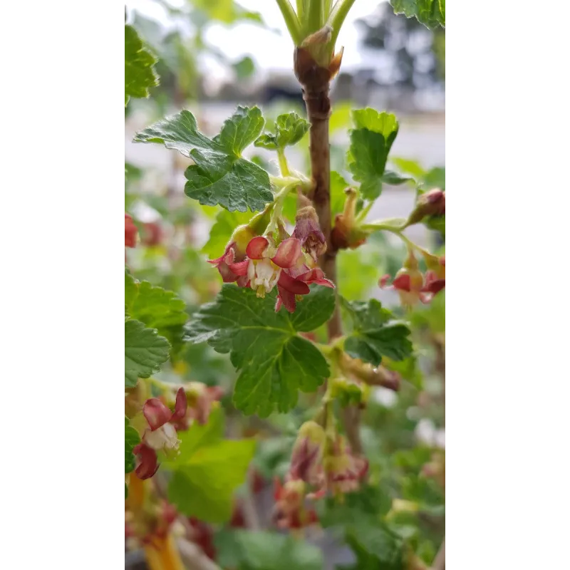 Ribes nigrum x divaricatum 'Anita' / Casseillier Anita