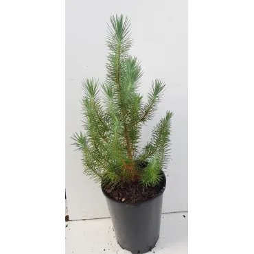 Pinus pinea 'Silver Crest'Â® / Pin parasol nain 'Silver Crest'Â®