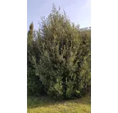 Quercus Ilex (semis) / ChÃªne vert