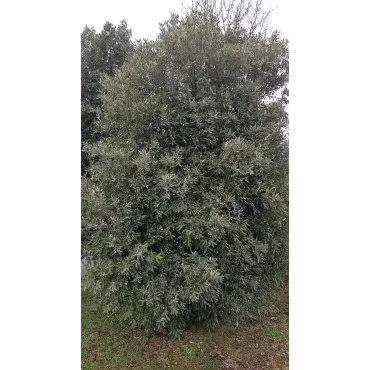 Quercus ilex subsp. rotundifolia (semis) / ChÃªne Ã  glands doux