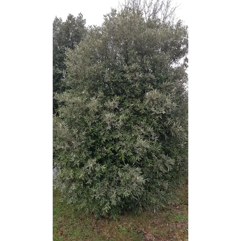 Quercus ilex subsp. rotundifolia (semis) / ChÃªne Ã  glands doux