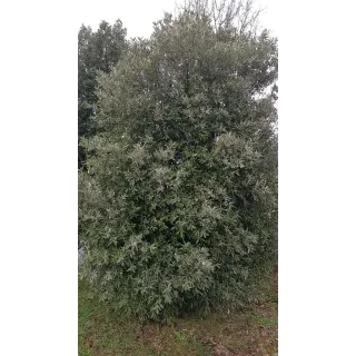 Quercus ilex subsp. rotundifolia (semis) / ChÃªne Ã  glands doux