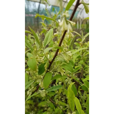 Elaeagnus multiflora / Goumi du Japon Ã  baies rouges