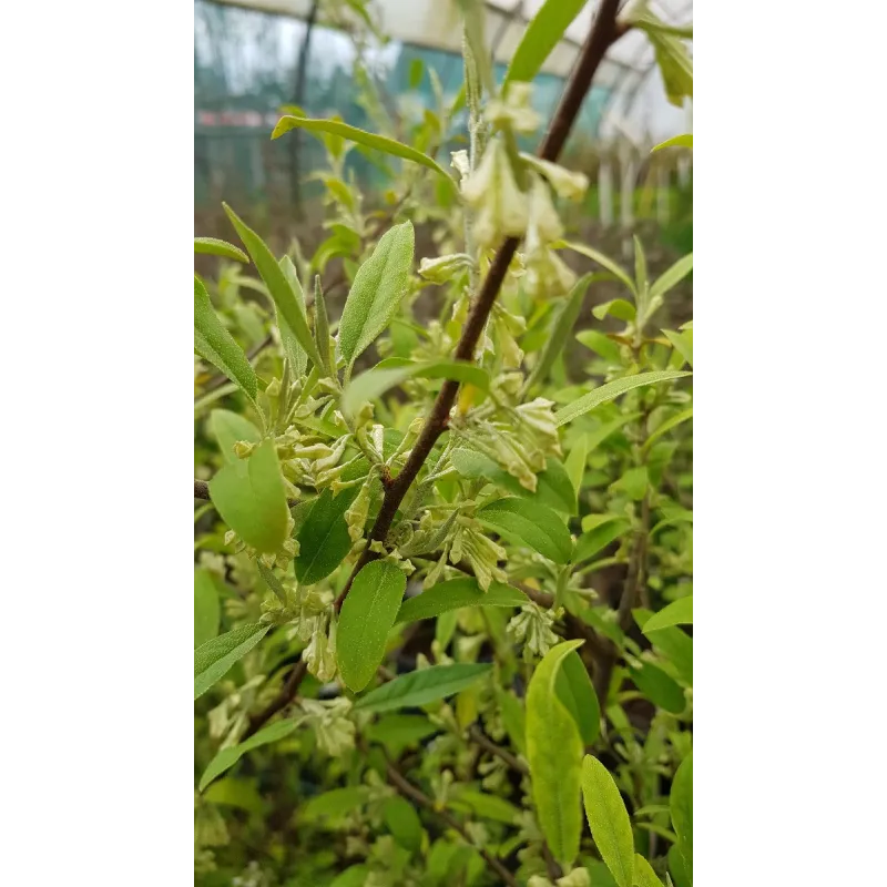 Elaeagnus multiflora / Goumi du Japon Ã  baies rouges