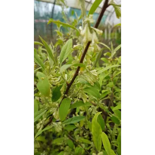 Elaeagnus multiflora / Goumi du Japon Ã  baies rouges