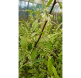 Elaeagnus multiflora / Goumi du Japon Ã  baies rouges