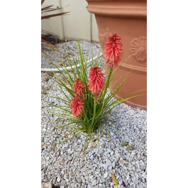 Kniphofia 'Poco Red'Â® / Tritoma compact rouge