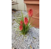 Kniphofia 'Poco Red'Â® / Tritoma compact rouge