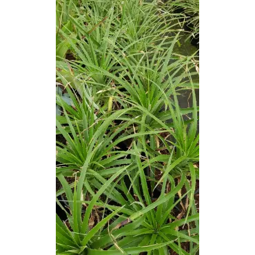 Puya chilensis / BromÃ©liacÃ©e du Chili