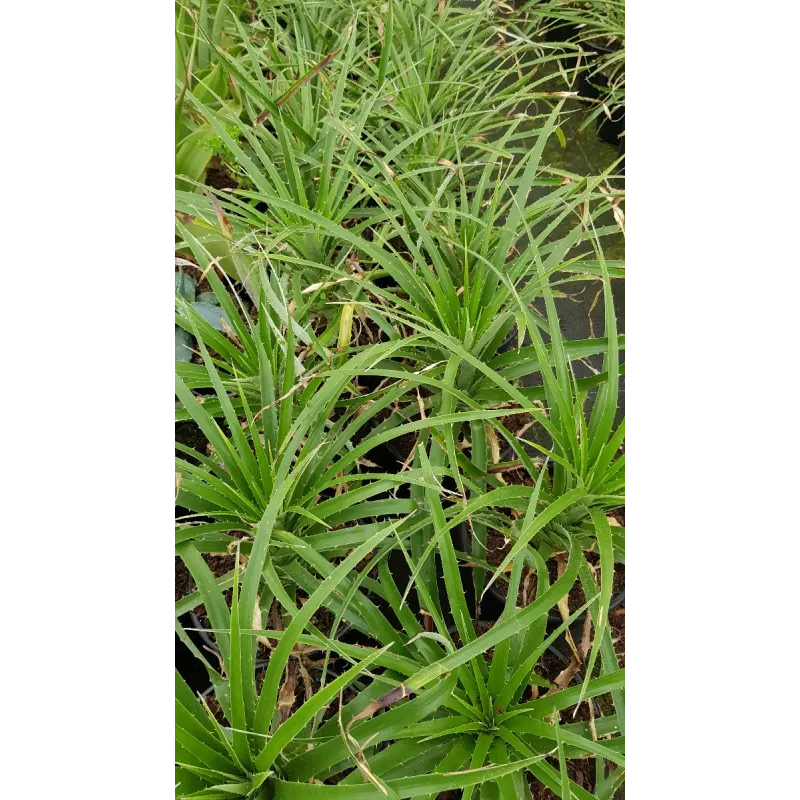 Puya chilensis / BromÃ©liacÃ©e du Chili