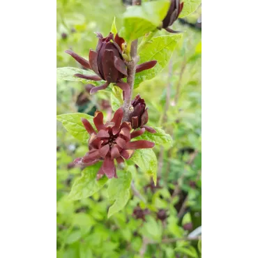 Calycanthus floridus / Arbre aux anÃ©mones