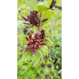 Calycanthus floridus / Arbre aux anÃ©mones