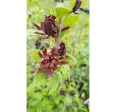 Calycanthus floridus / Arbre aux anÃ©mones