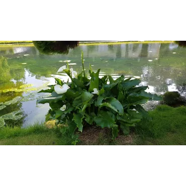 Zantedeschia aethiopica / Arum blanc d'Ethiopie