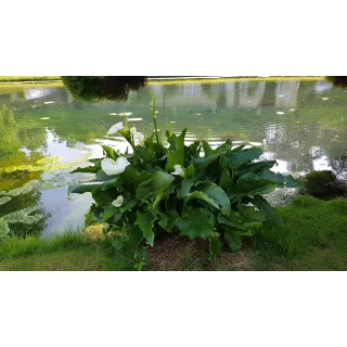 Zantedeschia aethiopica / Arum blanc d'Ethiopie