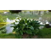 Zantedeschia aethiopica / Arum blanc d'Ethiopie