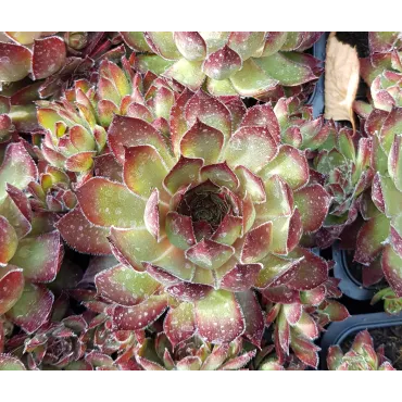 Sempervivum CHICK CHARMSÂ® 'Butterscotch baby' / Joubarbe