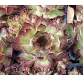 Sempervivum CHICK CHARMSÂ® 'Butterscotch baby' / Joubarbe