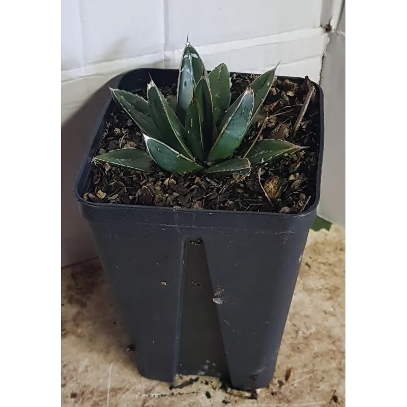 Agave victoriae-reginae subsp. Victoriae-reginae / Agave de la reine Victoria