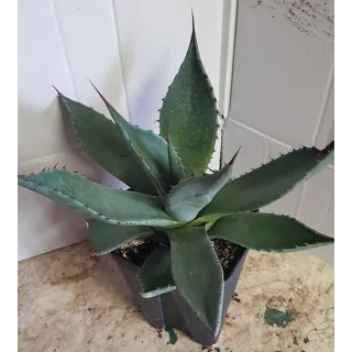 Agave applanata