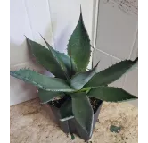 Agave applanata