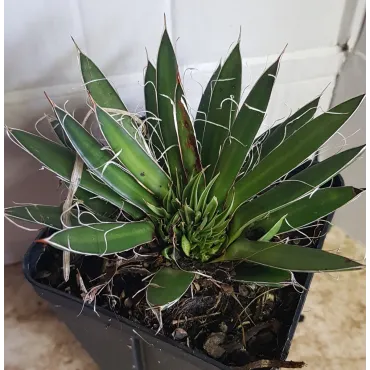 Agave filifera subsp. schidigera â€˜White stripeâ€™ cristÃ©e