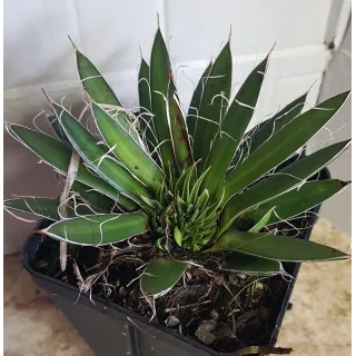 Agave filifera subsp. schidigera â€˜White stripeâ€™ cristÃ©e